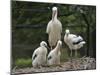 White stork parent standing with chicks, Oxfordshire, UK-Nick Upton-Mounted Photographic Print