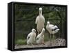 White stork parent standing with chicks, Oxfordshire, UK-Nick Upton-Framed Stretched Canvas