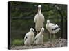 White stork parent standing with chicks, Oxfordshire, UK-Nick Upton-Stretched Canvas