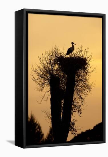 White Stork Single Adult on Nest Silhouetted-null-Framed Stretched Canvas