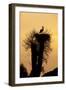 White Stork Single Adult on Nest Silhouetted-null-Framed Photographic Print