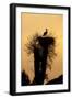 White Stork Single Adult on Nest Silhouetted-null-Framed Photographic Print