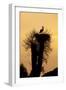 White Stork Single Adult on Nest Silhouetted-null-Framed Photographic Print