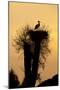 White Stork Single Adult on Nest Silhouetted-null-Mounted Photographic Print