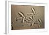 White Stork tracks in sand-David Hosking-Framed Photographic Print