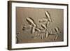 White Stork tracks in sand-David Hosking-Framed Photographic Print