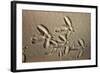 White Stork tracks in sand-David Hosking-Framed Photographic Print