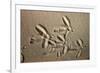 White Stork tracks in sand-David Hosking-Framed Photographic Print