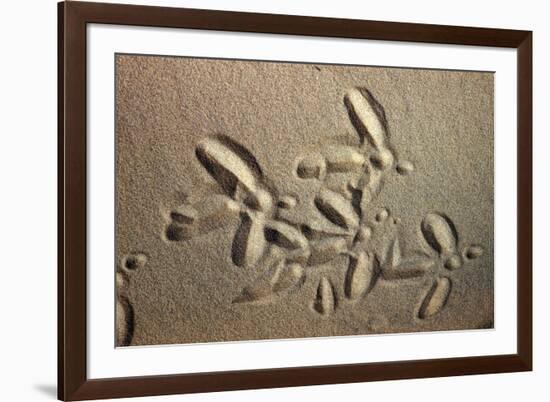 White Stork tracks in sand-David Hosking-Framed Photographic Print