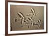 White Stork tracks in sand-David Hosking-Framed Photographic Print