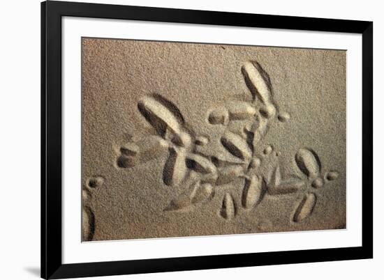 White Stork tracks in sand-David Hosking-Framed Photographic Print