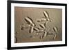 White Stork tracks in sand-David Hosking-Framed Photographic Print