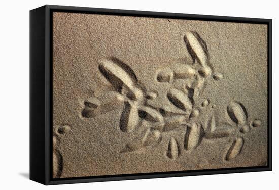 White Stork tracks in sand-David Hosking-Framed Stretched Canvas