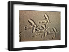 White Stork tracks in sand-David Hosking-Framed Photographic Print