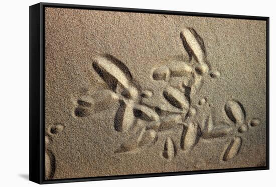 White Stork tracks in sand-David Hosking-Framed Stretched Canvas