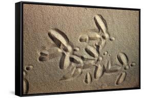 White Stork tracks in sand-David Hosking-Framed Stretched Canvas