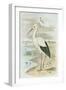 White Stork-null-Framed Art Print