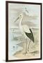 White Stork-null-Framed Art Print