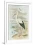 White Stork-null-Framed Art Print