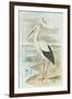 White Stork-null-Framed Art Print