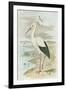 White Stork-null-Framed Art Print