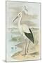 White Stork-null-Mounted Art Print