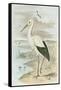 White Stork-null-Framed Stretched Canvas