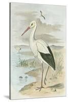 White Stork-null-Stretched Canvas