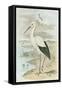 White Stork-null-Framed Stretched Canvas