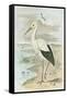 White Stork-null-Framed Stretched Canvas