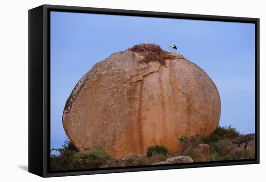 White Storks (Ciconia Ciconia) at Nest, on Large Granite Boulder, Los Barruecos, Extremadura, Spain-Widstrand-Framed Stretched Canvas