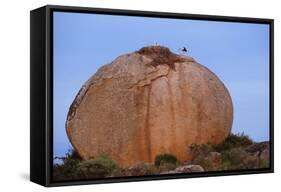 White Storks (Ciconia Ciconia) at Nest, on Large Granite Boulder, Los Barruecos, Extremadura, Spain-Widstrand-Framed Stretched Canvas