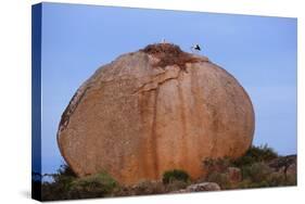 White Storks (Ciconia Ciconia) at Nest, on Large Granite Boulder, Los Barruecos, Extremadura, Spain-Widstrand-Stretched Canvas