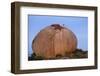 White Storks (Ciconia Ciconia) at Nest, on Large Granite Boulder, Los Barruecos, Extremadura, Spain-Widstrand-Framed Photographic Print