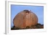 White Storks (Ciconia Ciconia) at Nest, on Large Granite Boulder, Los Barruecos, Extremadura, Spain-Widstrand-Framed Photographic Print