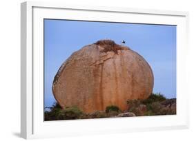 White Storks (Ciconia Ciconia) at Nest, on Large Granite Boulder, Los Barruecos, Extremadura, Spain-Widstrand-Framed Photographic Print