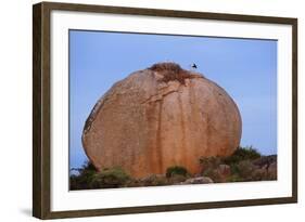 White Storks (Ciconia Ciconia) at Nest, on Large Granite Boulder, Los Barruecos, Extremadura, Spain-Widstrand-Framed Photographic Print