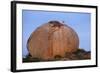 White Storks (Ciconia Ciconia) at Nest, on Large Granite Boulder, Los Barruecos, Extremadura, Spain-Widstrand-Framed Photographic Print