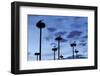 White Storks (Ciconia Ciconia) Nesting on Poles in Cáceres, Extremadura, Spain-Widstrand-Framed Photographic Print