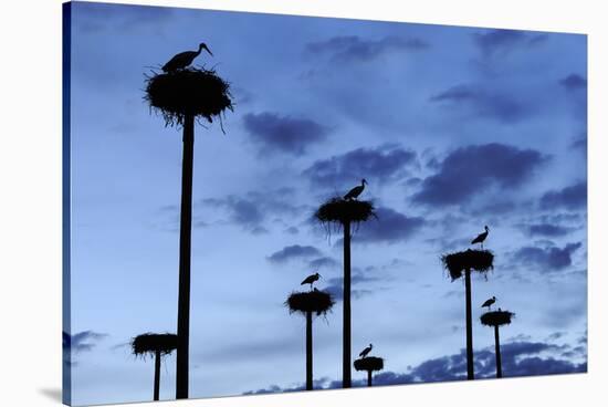 White Storks (Ciconia Ciconia) Nesting on Poles in Cáceres, Extremadura, Spain-Widstrand-Stretched Canvas