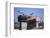 White Storks Nesting on Buildings (Ciconia Ciconia) Spain-null-Framed Photographic Print