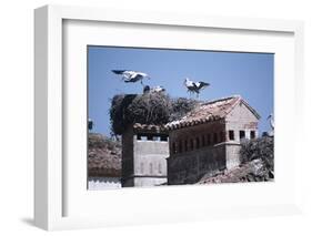 White Storks Nesting on Buildings (Ciconia Ciconia) Spain-null-Framed Photographic Print