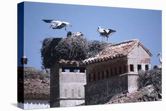 White Storks Nesting on Buildings (Ciconia Ciconia) Spain-null-Stretched Canvas