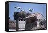 White Storks Nesting on Buildings (Ciconia Ciconia) Spain-null-Framed Stretched Canvas