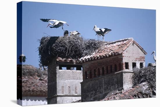 White Storks Nesting on Buildings (Ciconia Ciconia) Spain-null-Stretched Canvas