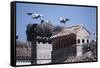 White Storks Nesting on Buildings (Ciconia Ciconia) Spain-null-Framed Stretched Canvas