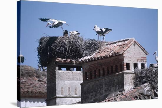 White Storks Nesting on Buildings (Ciconia Ciconia) Spain-null-Stretched Canvas