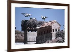 White Storks Nesting on Buildings (Ciconia Ciconia) Spain-null-Framed Photographic Print