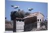 White Storks Nesting on Buildings (Ciconia Ciconia) Spain-null-Mounted Photographic Print