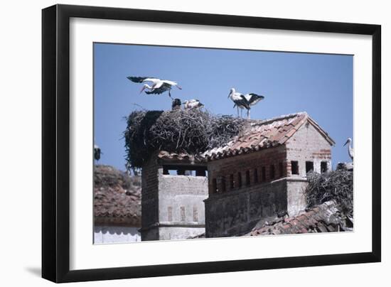 White Storks Nesting on Buildings (Ciconia Ciconia) Spain-null-Framed Photographic Print